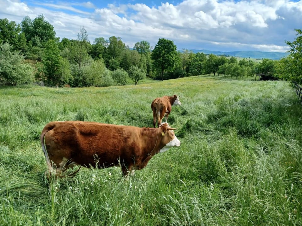 Animals