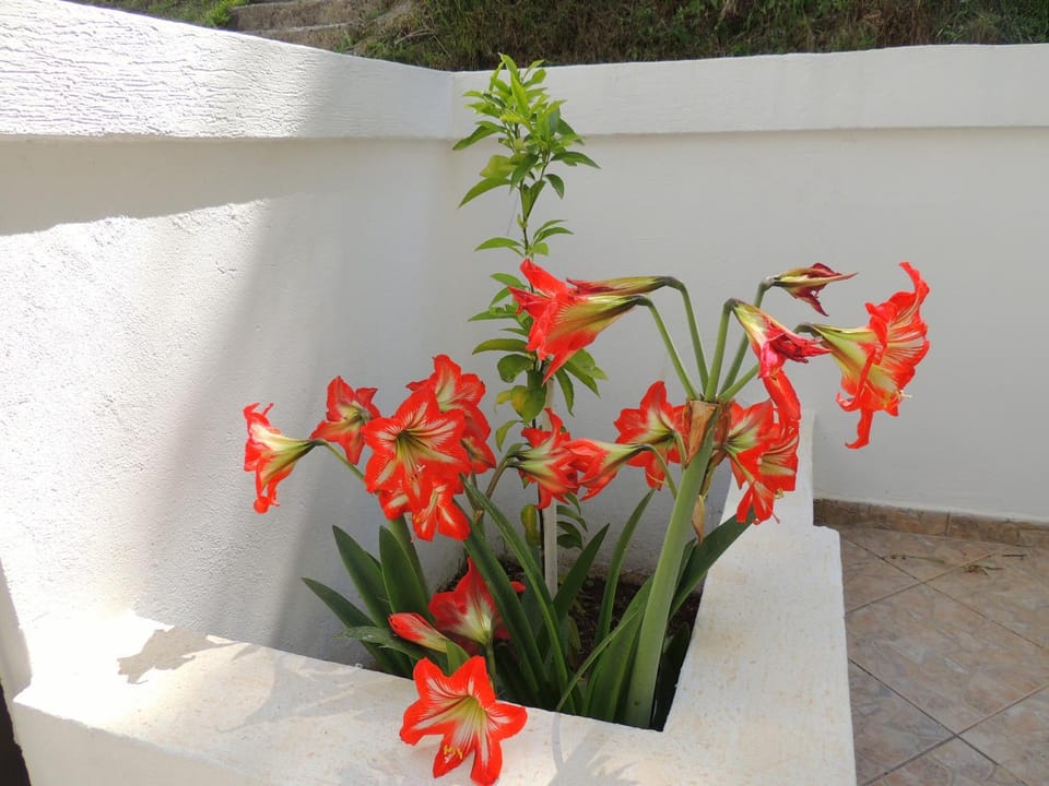 Garden, Other