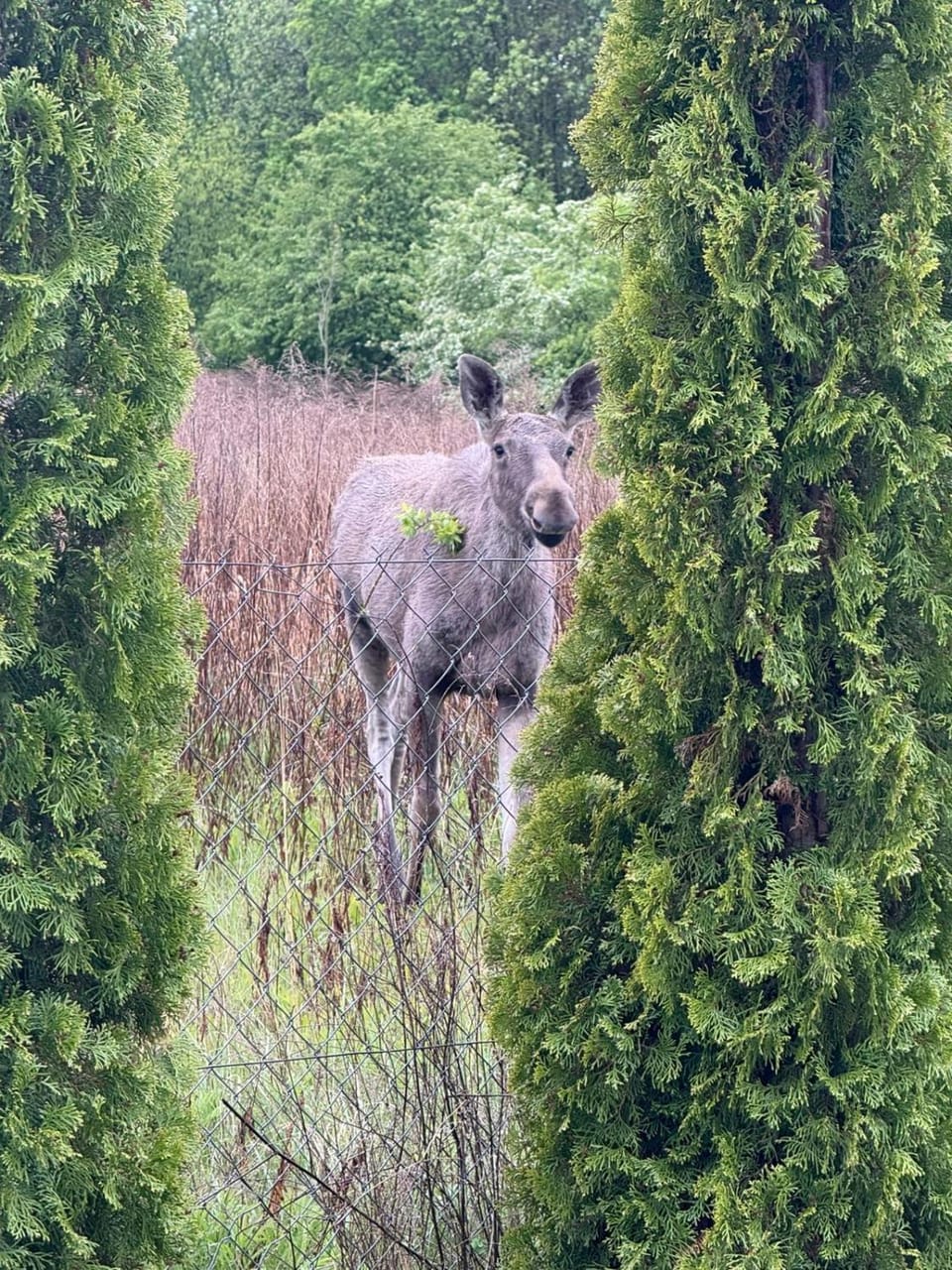 Natural landscape, Animals