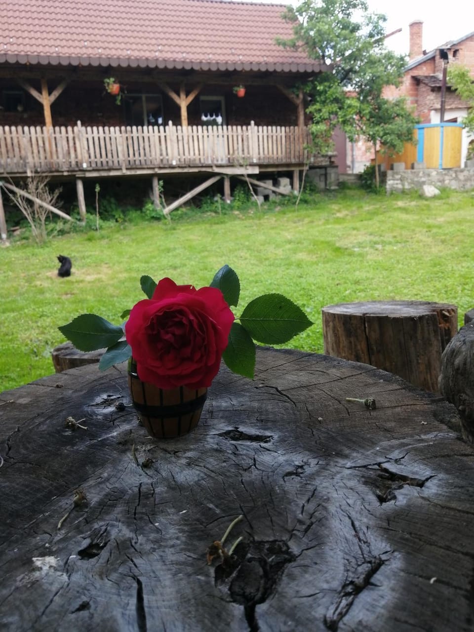 Borlova /Muntele Mic Bed and Breakfast in Timiș County