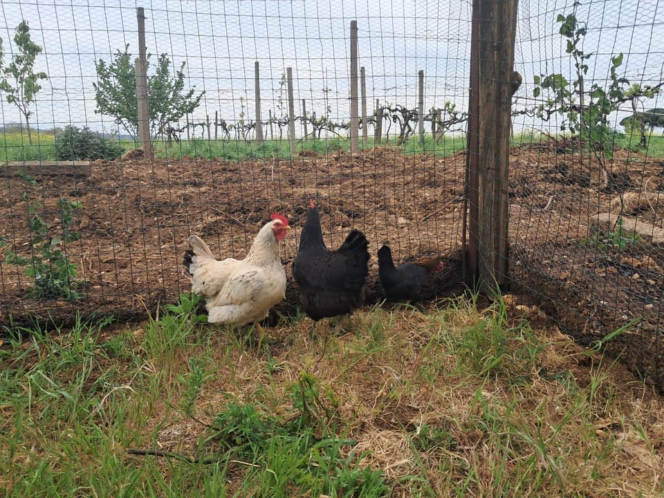 Agriturismo Bio Pian Dei Casali Farm Stay in Lazio