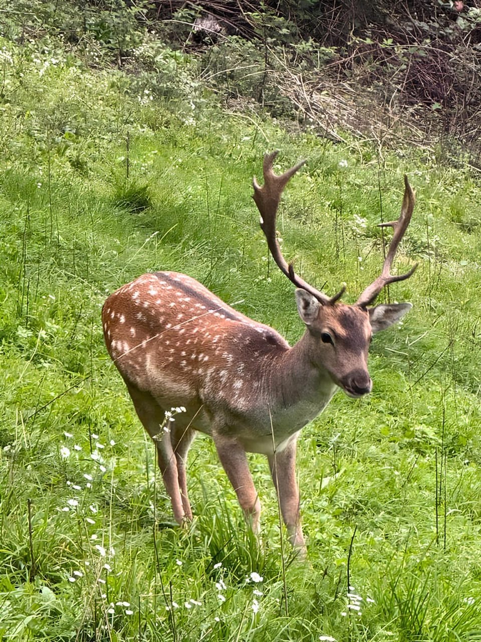 Animals