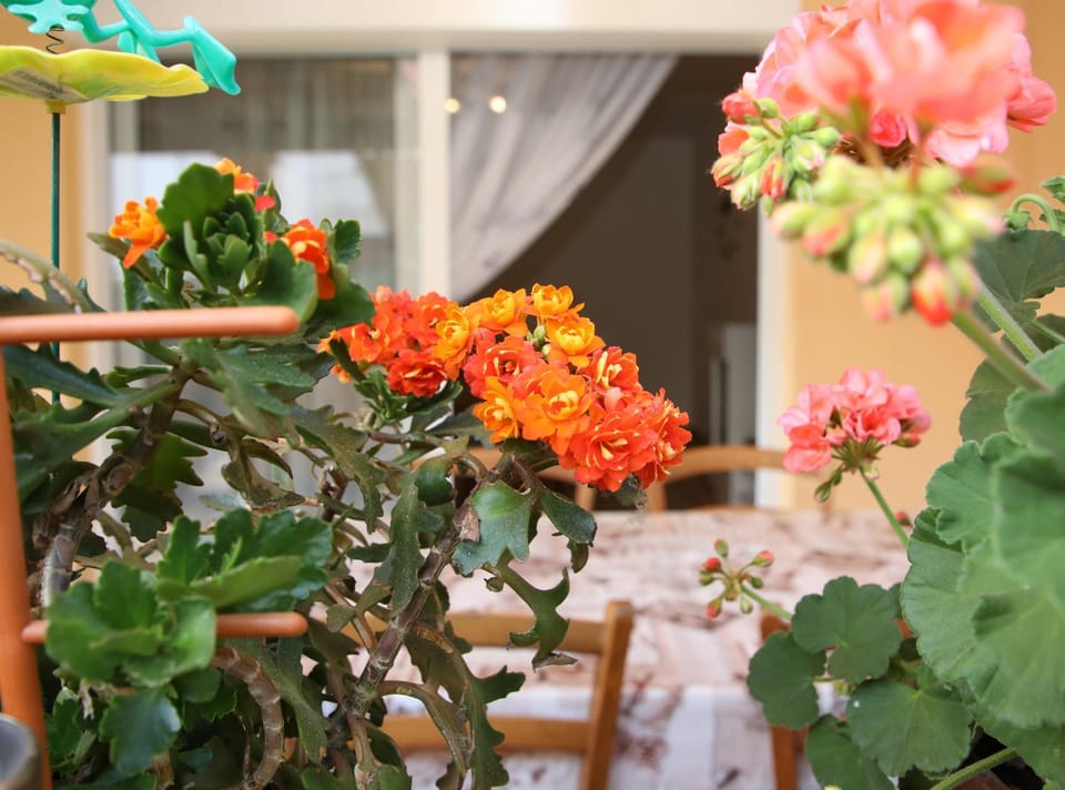 Garden view