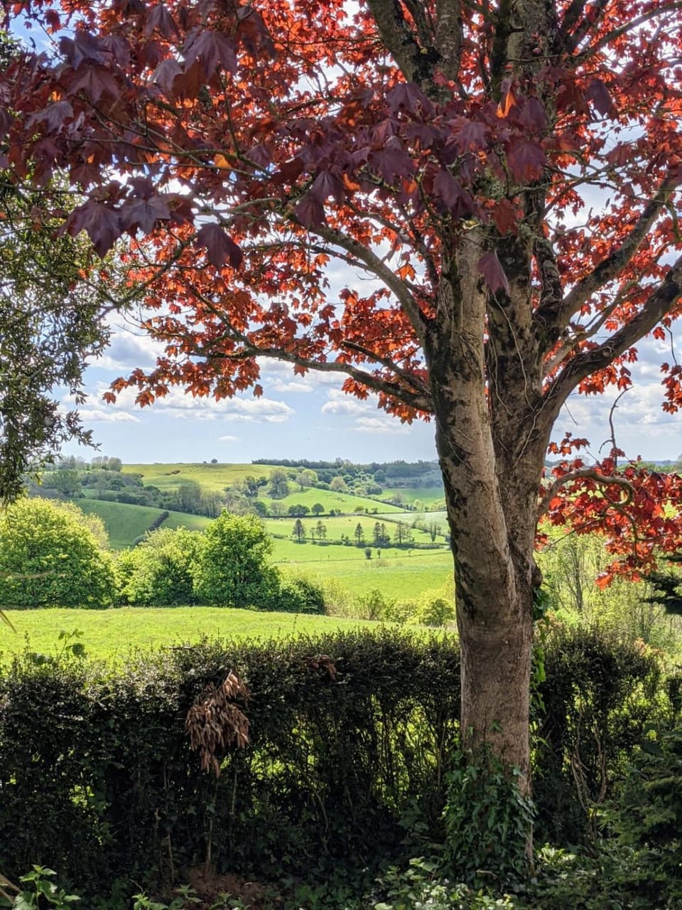 Garden view