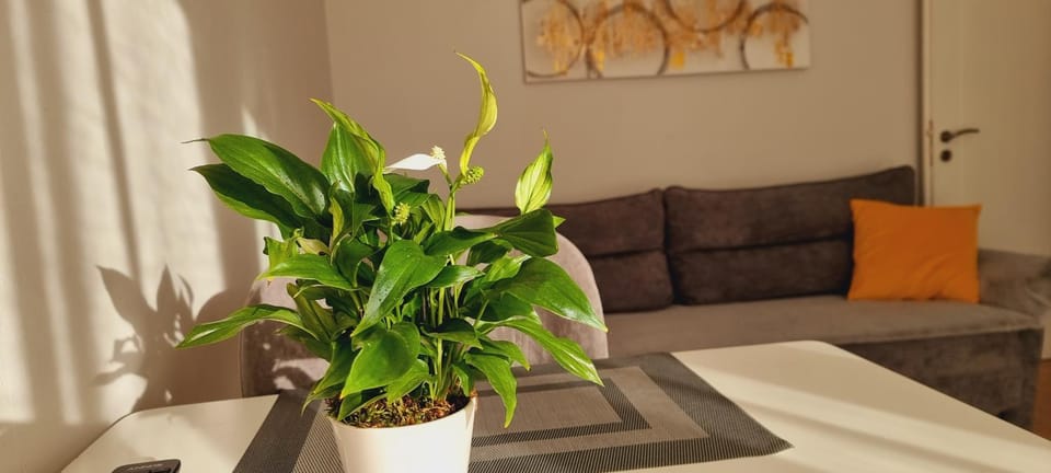 Comfy apartment- Sunny balcony Apartment in Tirana