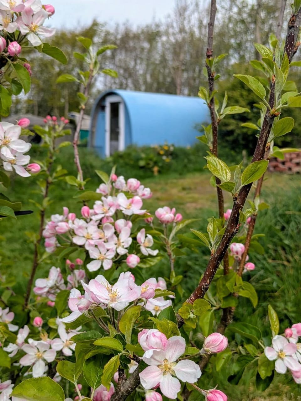 Spring, Day, Garden