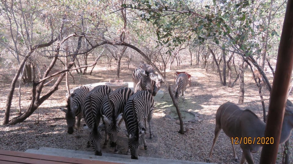 Animals