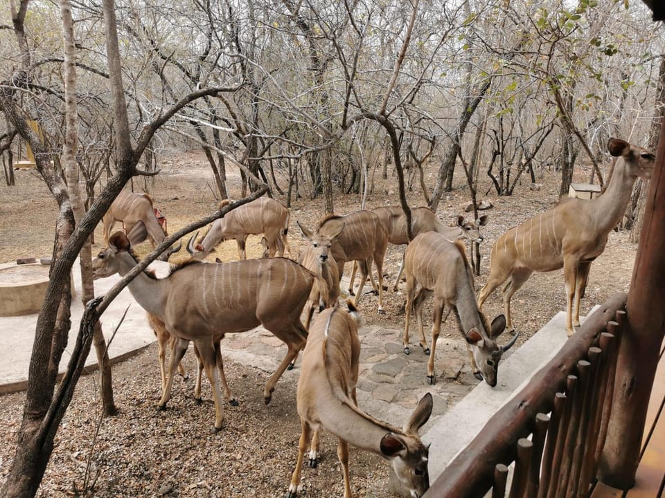 Animals