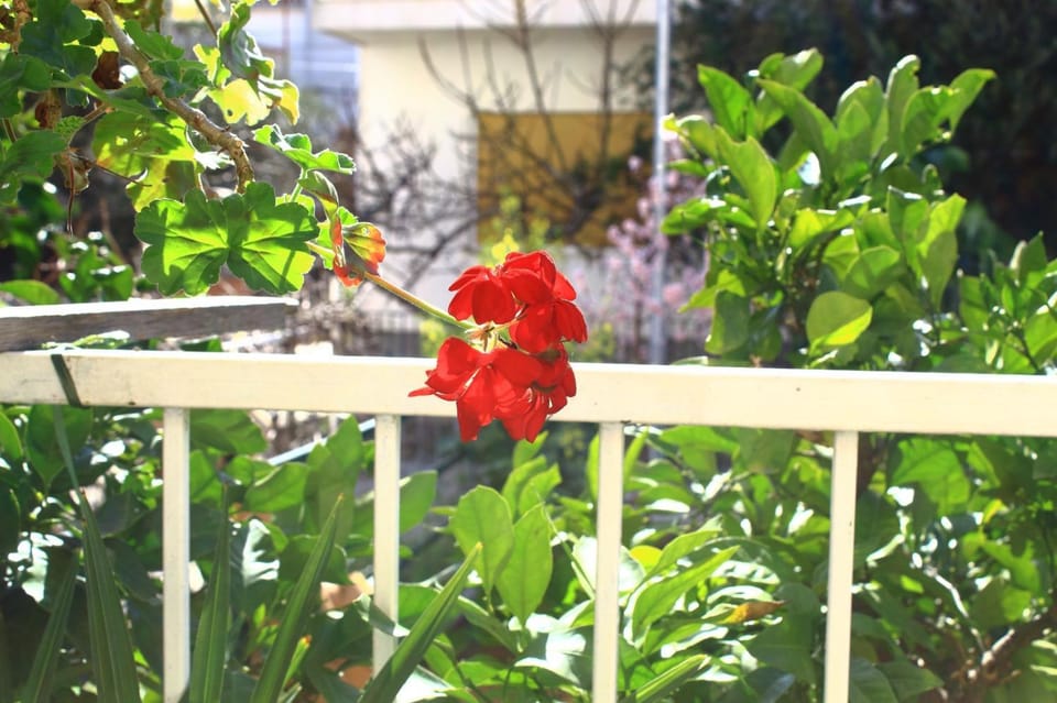 Garden, Garden