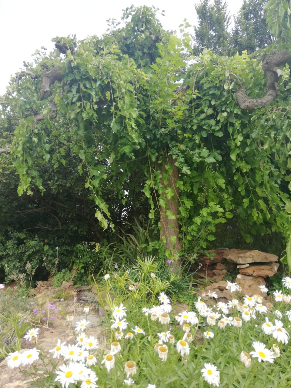 Natural landscape, Garden