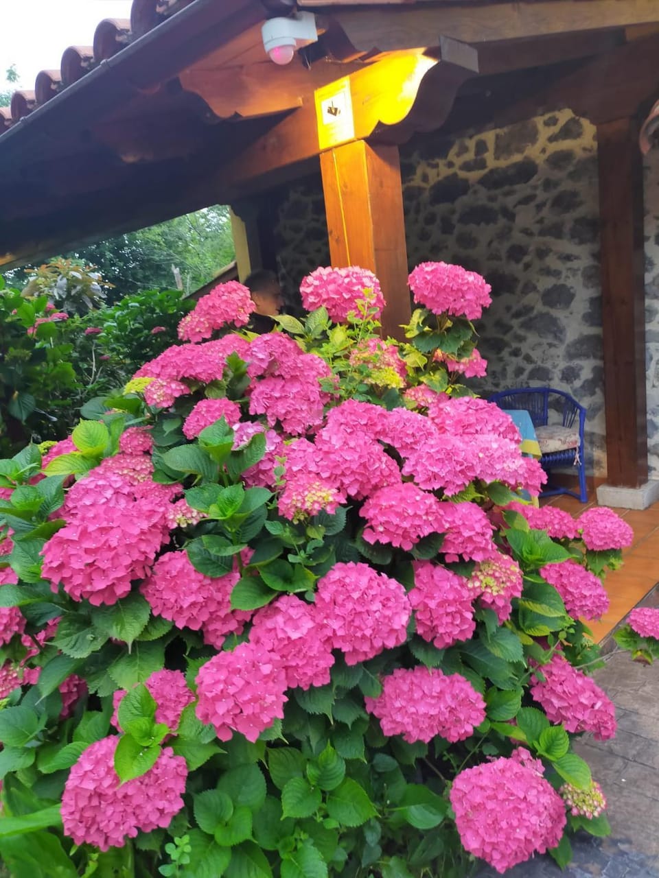 Summer, Garden, Garden view
