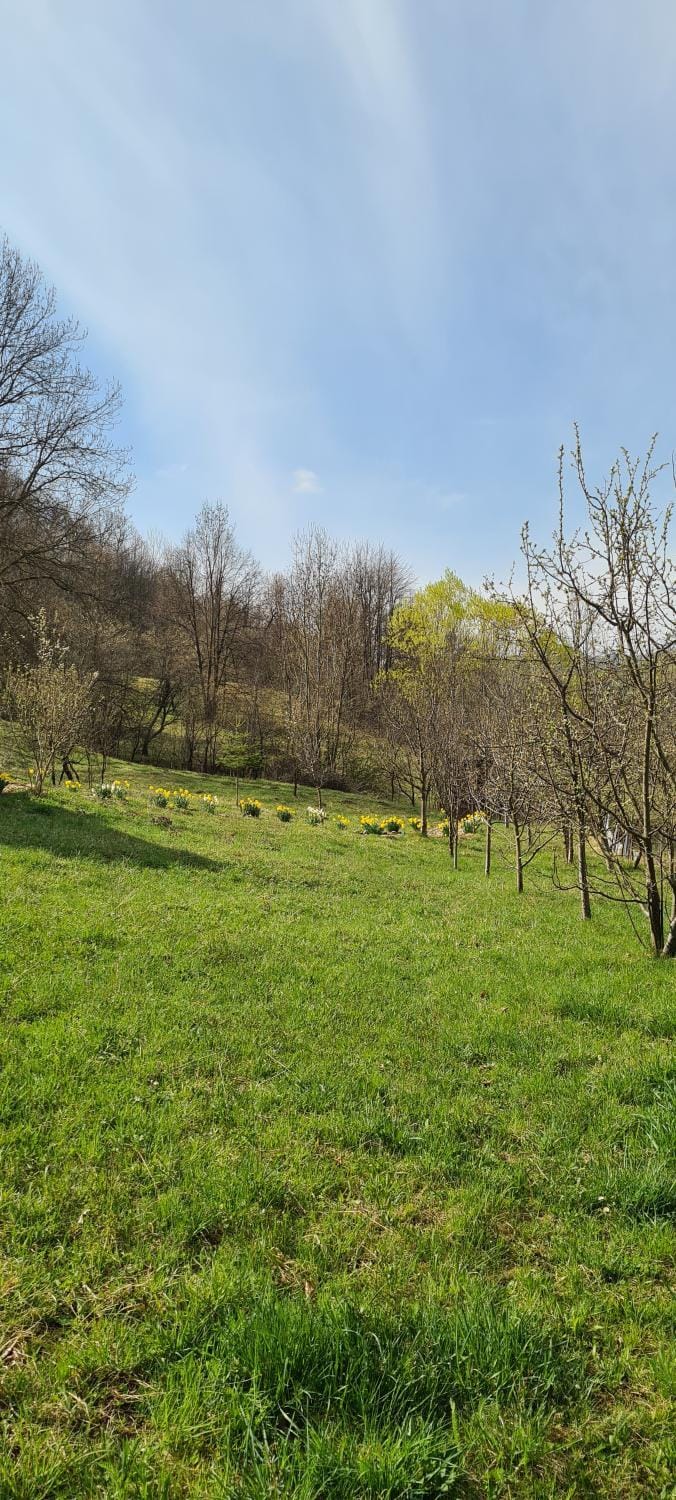 Natural landscape, Garden