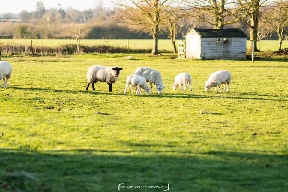 Animals