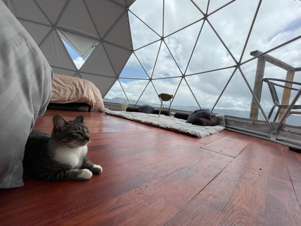 Natural landscape, Massage, Evening entertainment, Pets, Guests, Garden view, Entertainment, young children