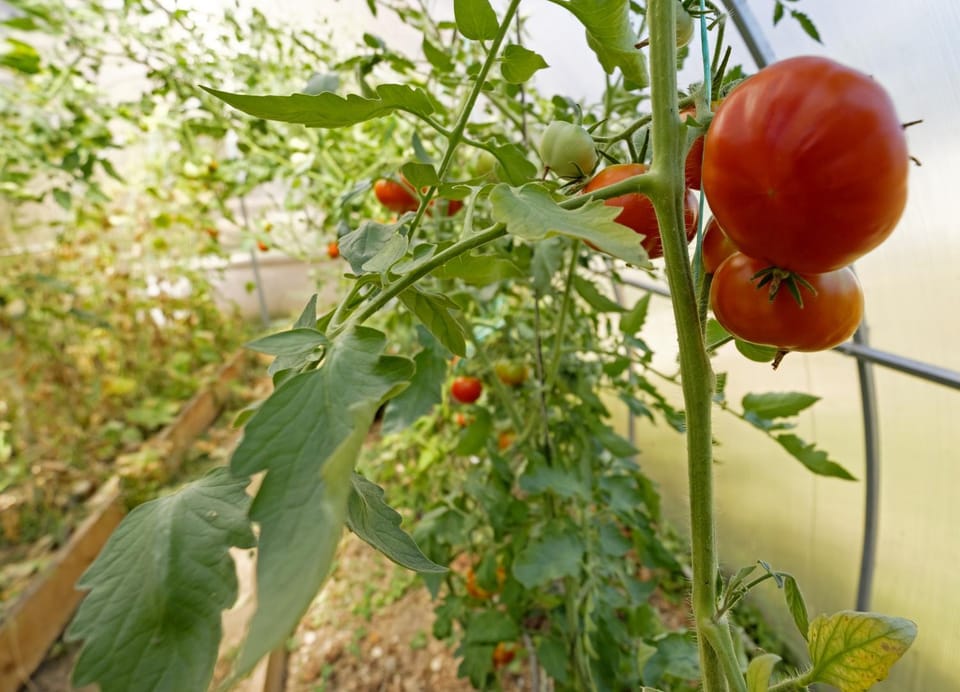 Garden, Food