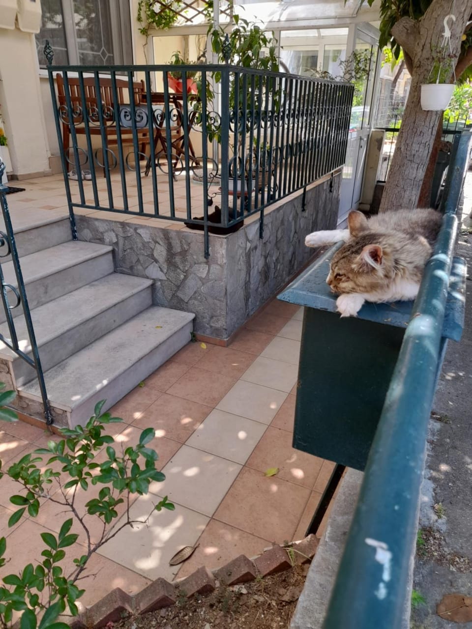 Pets