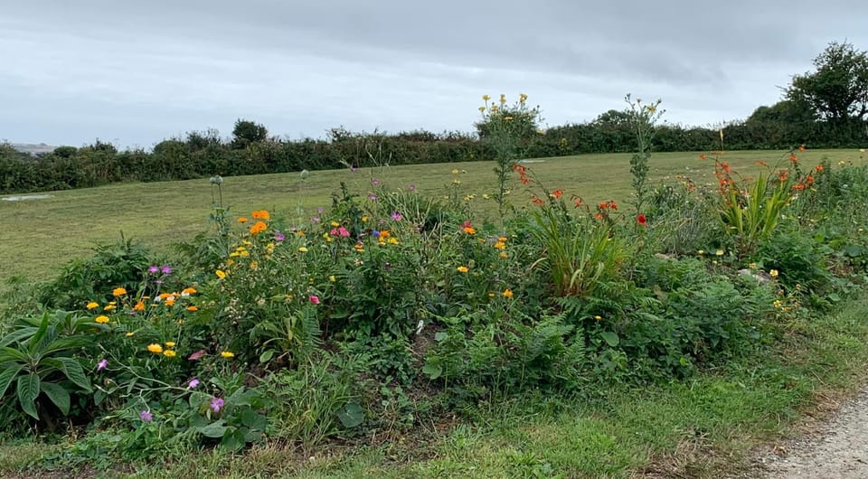Garden view