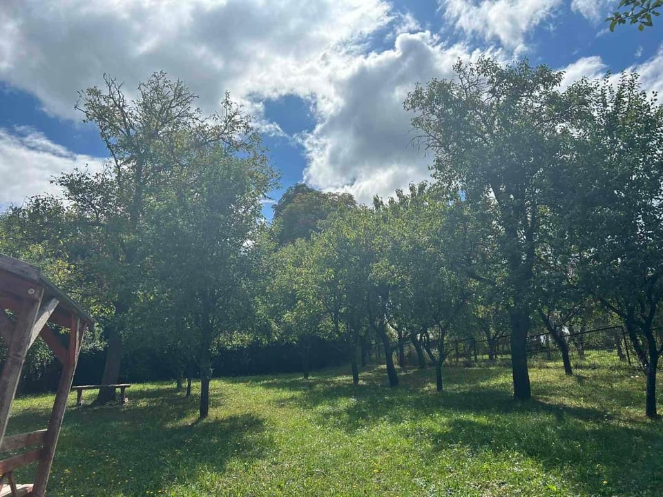 Day, Natural landscape, Garden