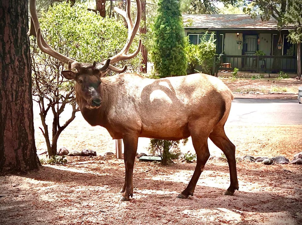 Animals