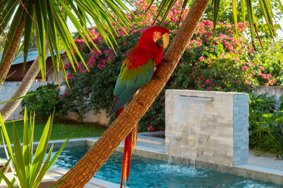 Day, Natural landscape, Garden, Balcony/Terrace, Floor plan, Animals, Animals, Garden view, Pool view, Swimming pool, Parking, pet friendly