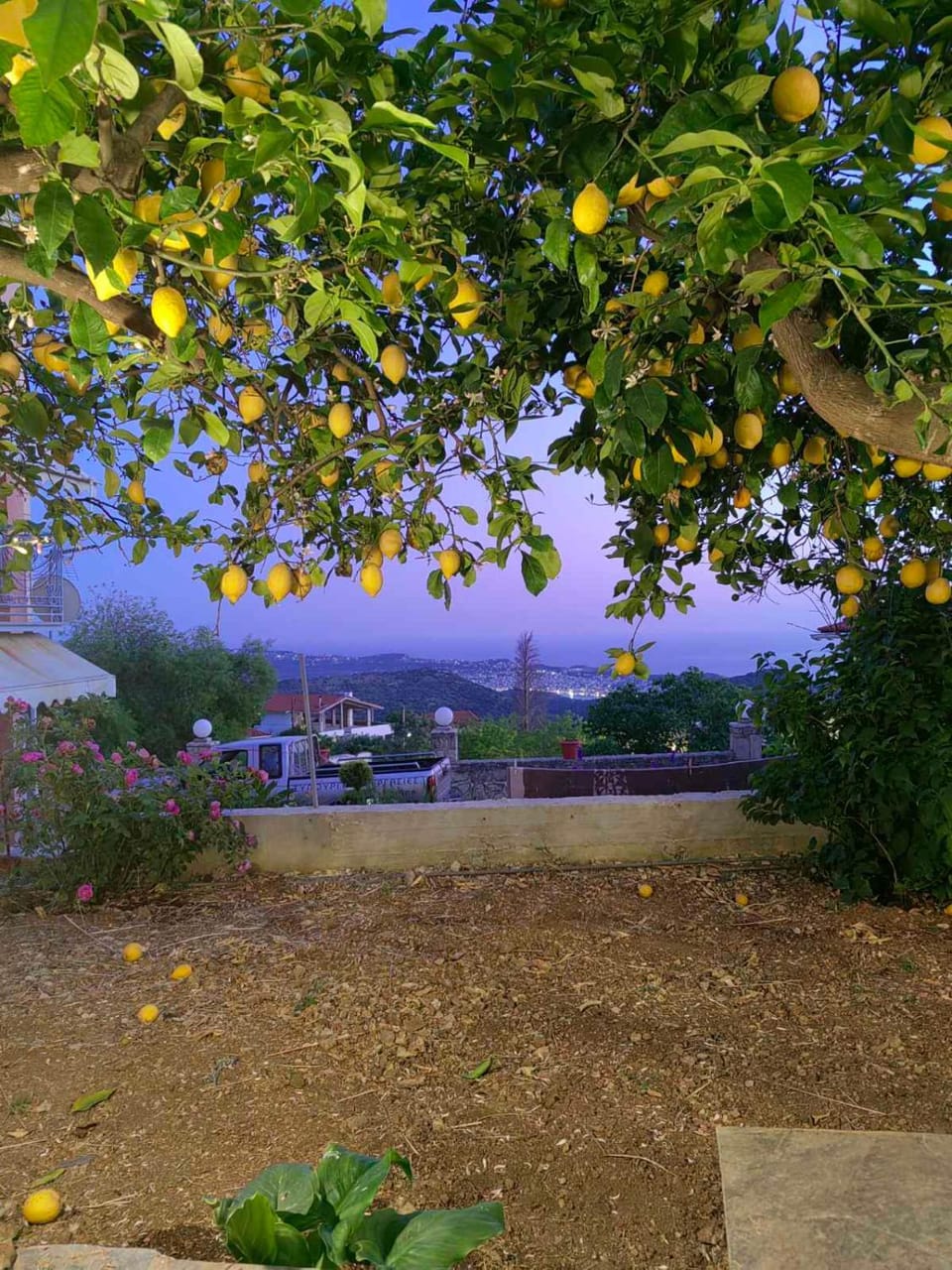 Natural landscape, Garden