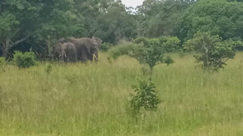 Animals