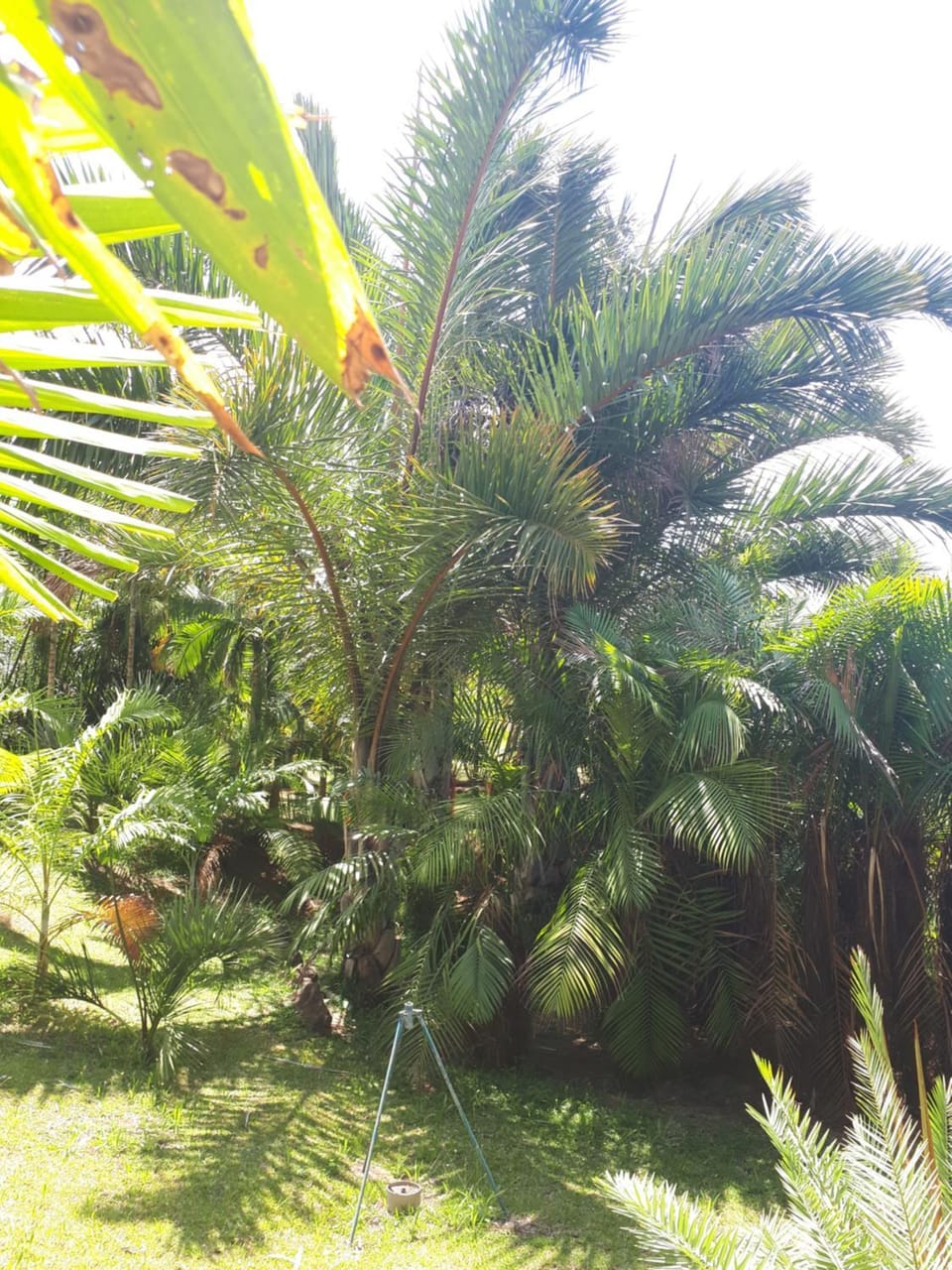 Le p'tit Zoréol House in Réunion
