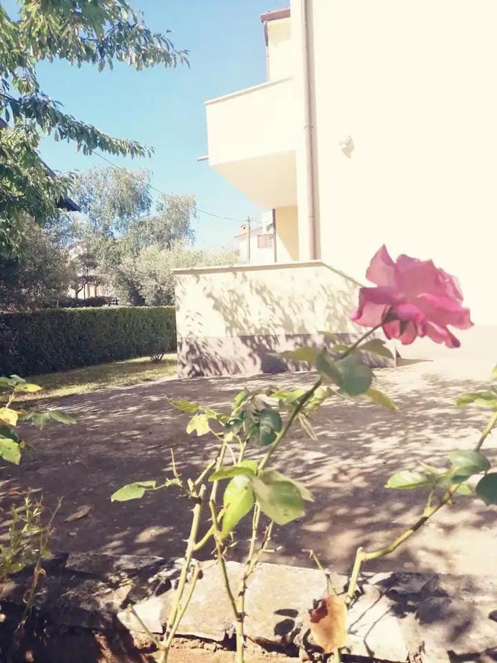 Apartman Novigrad Istra Apartment in Novigrad