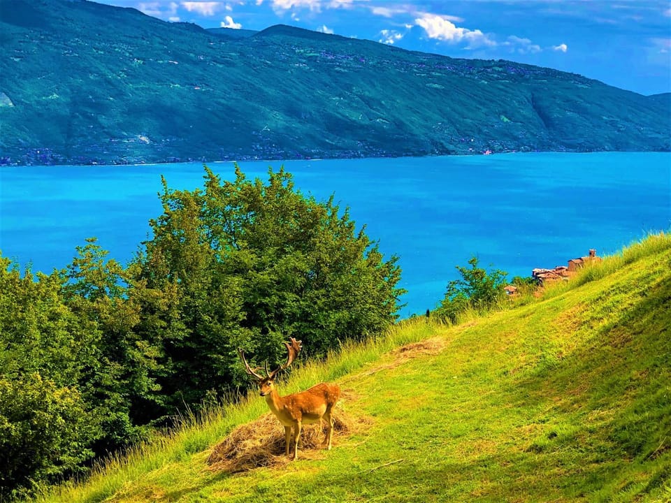 Natural landscape, Garden, Animals, Area and facilities