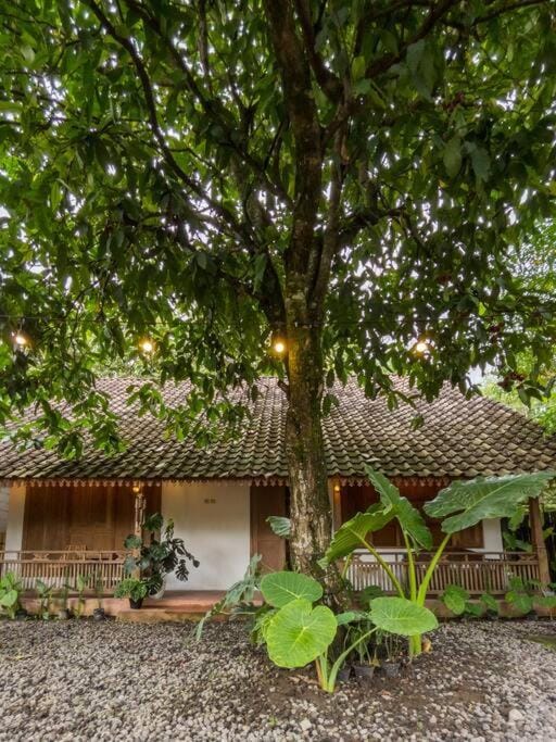 Property building, Garden, Garden view
