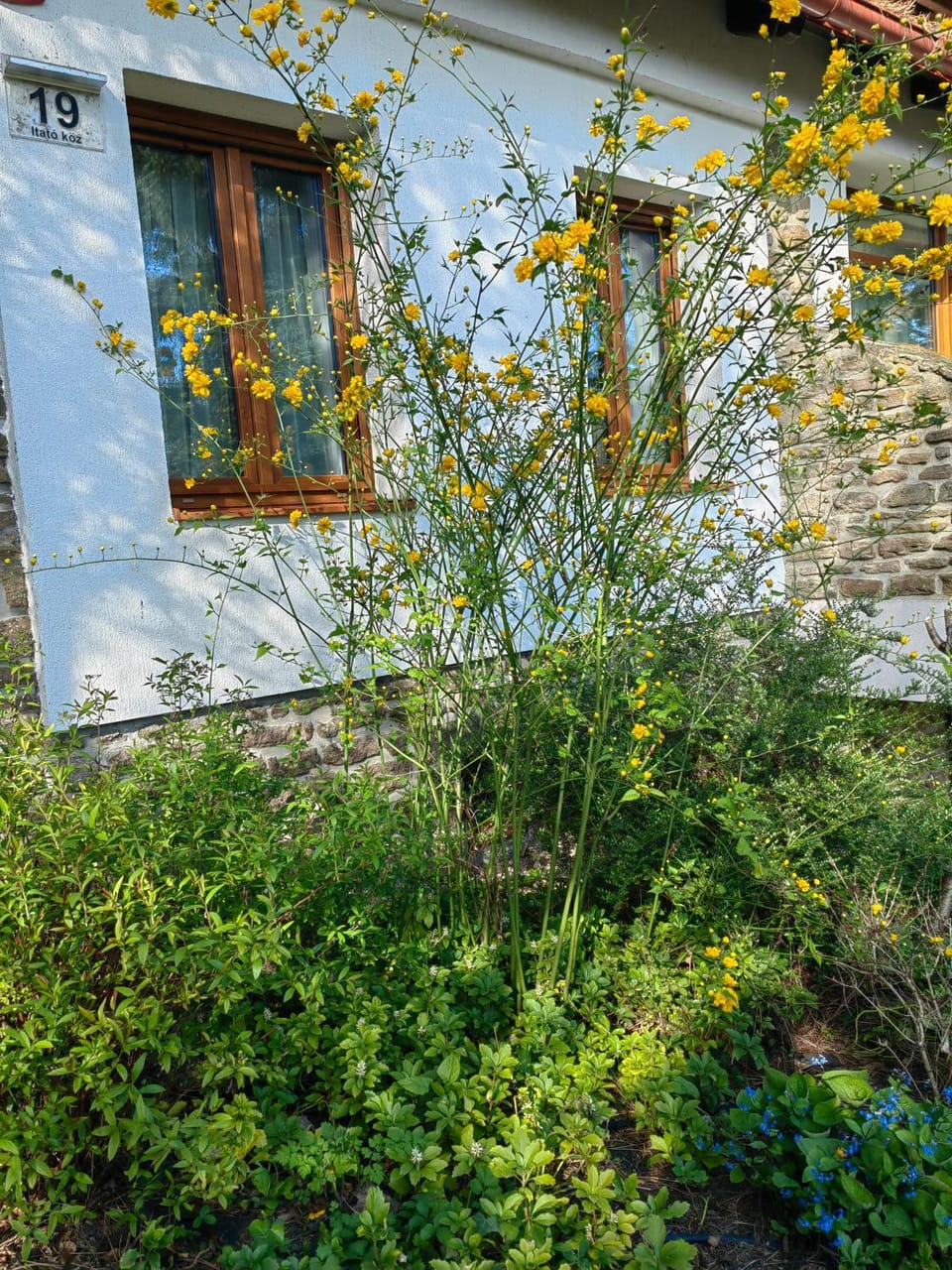 Garden view