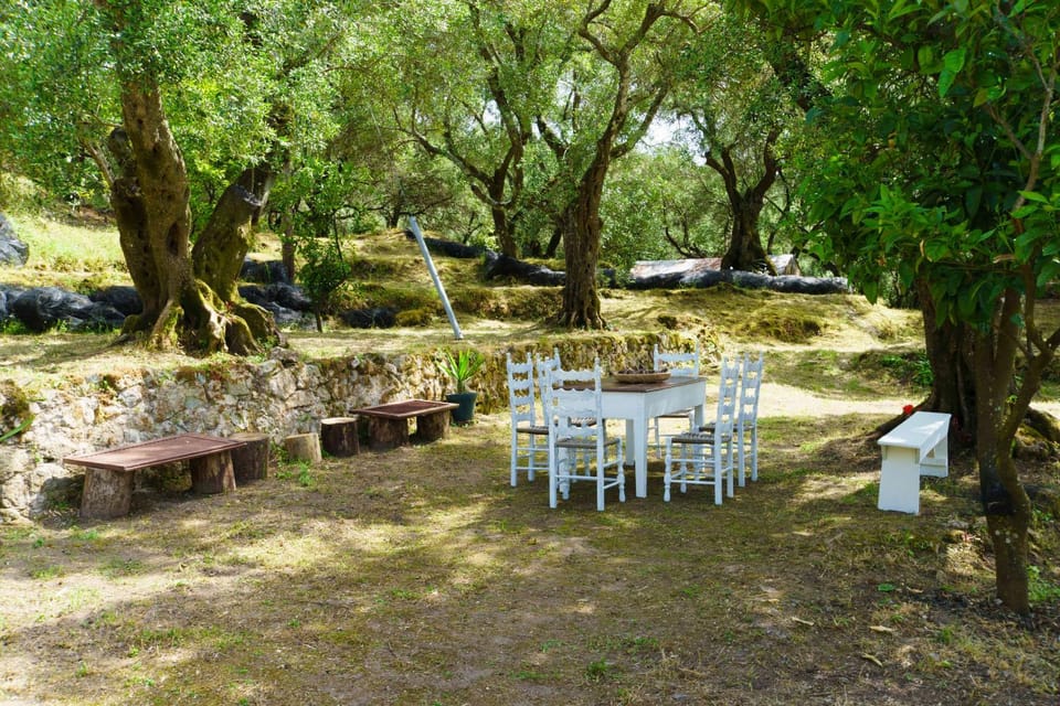 Patio, Natural landscape, Garden view