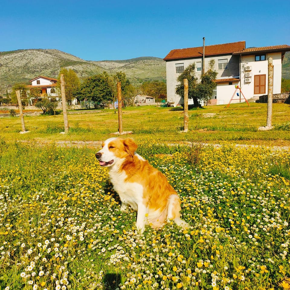 Natural landscape, Pets