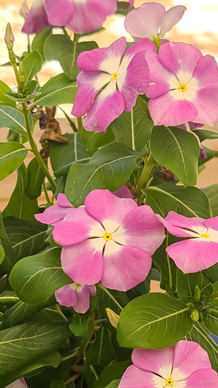 Spring, Garden