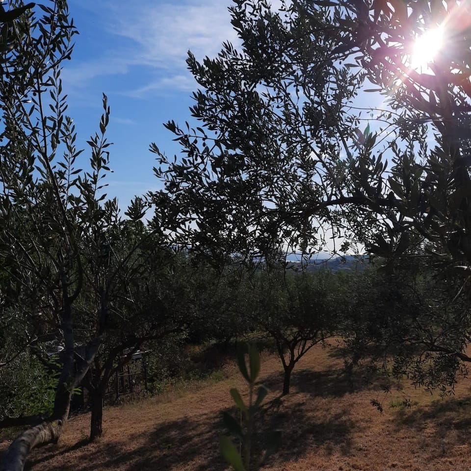Natural landscape, Garden