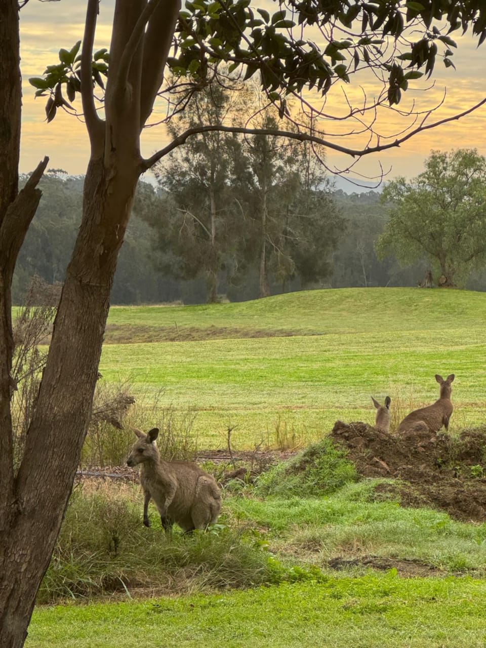 Beautiful Villa in the heart of the Hunter Valley Villa in Rothbury