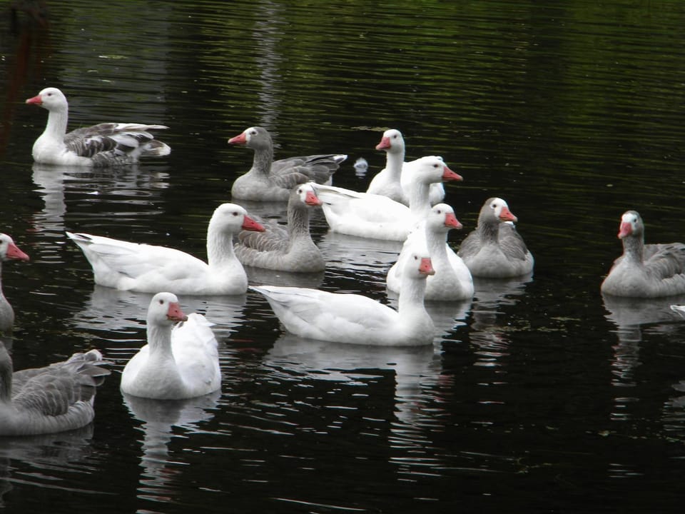 Animals