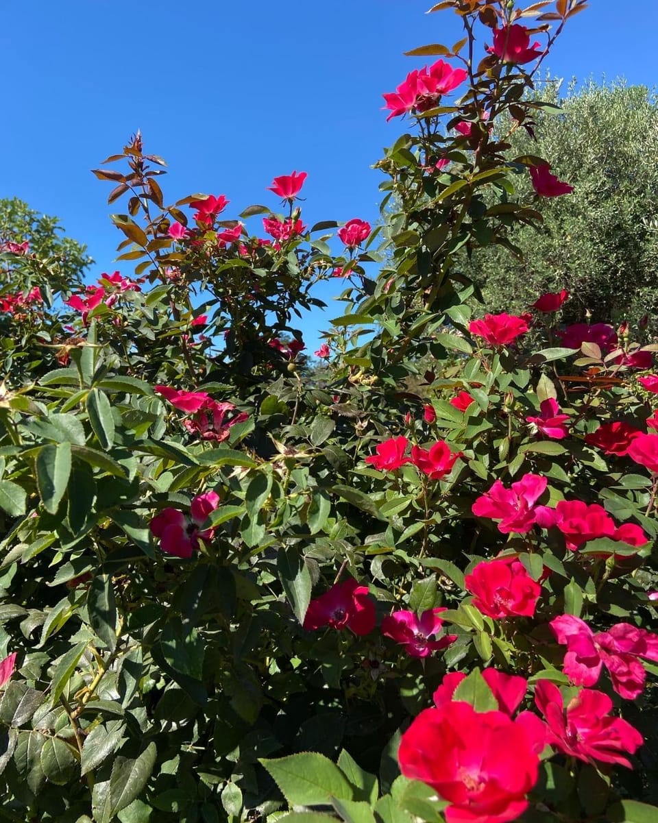 Spring, Garden, Garden view