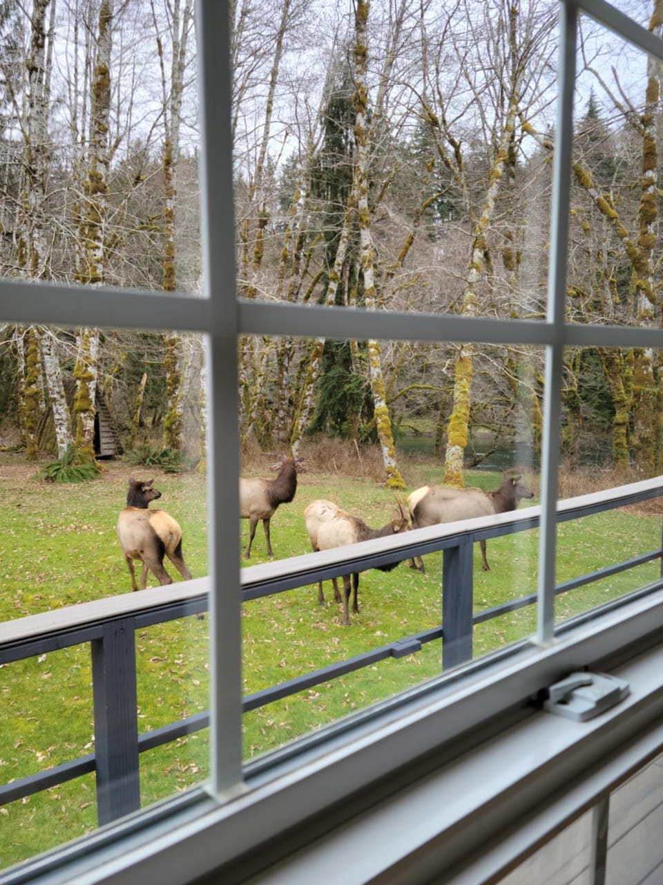 Natural landscape, Animals