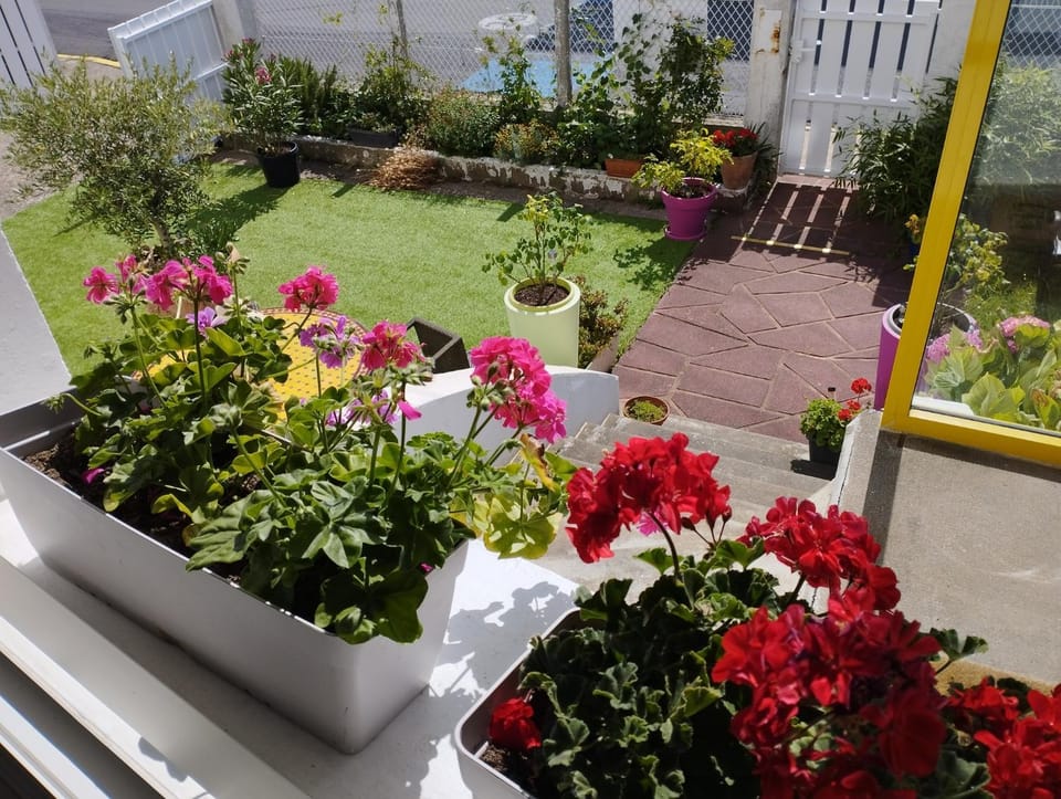 Garden view