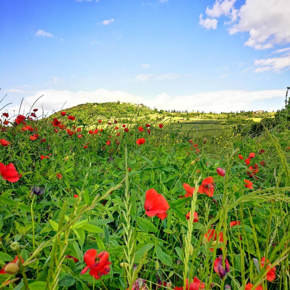 Agriturismo Casalpiano Farm Stay in Tuscany
