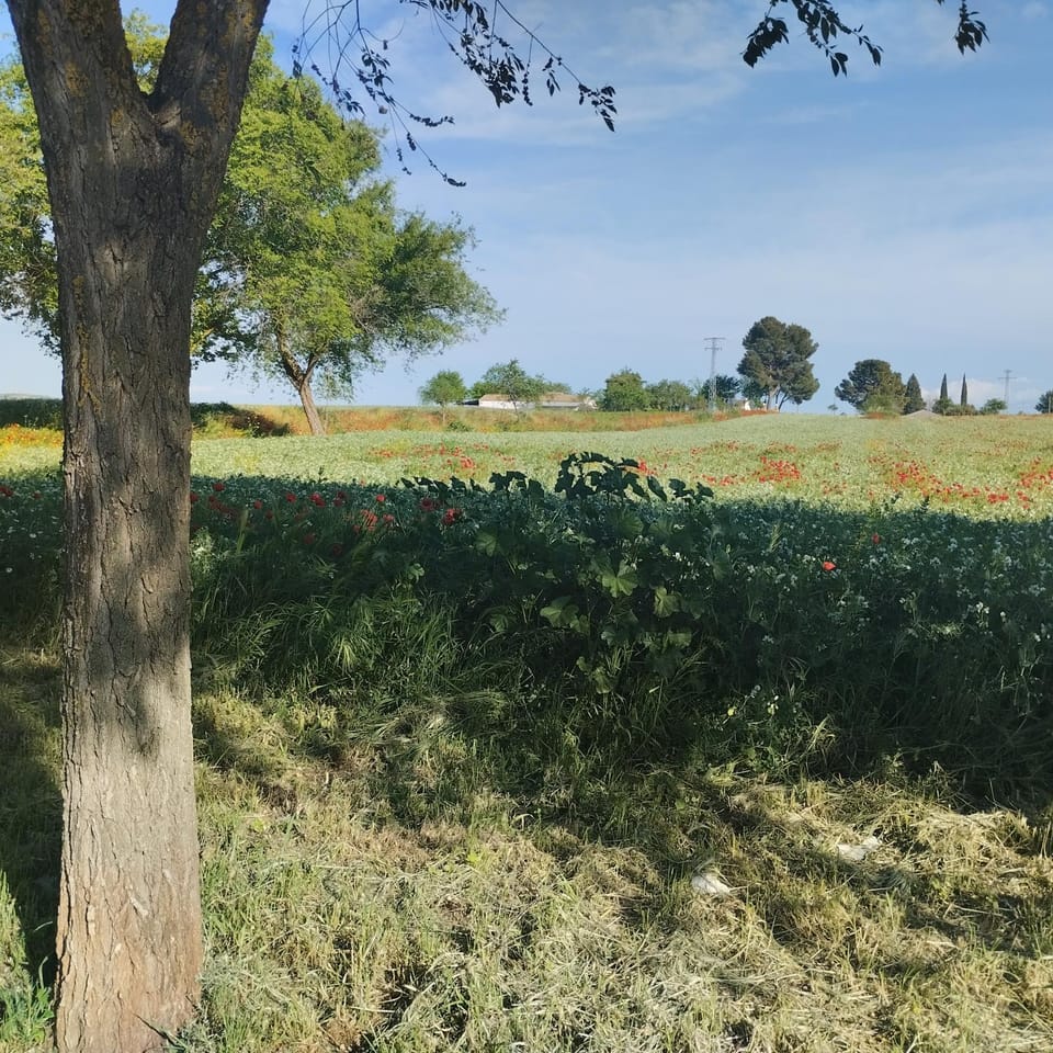 casa rural El Realengo Country House in Castile-La Mancha