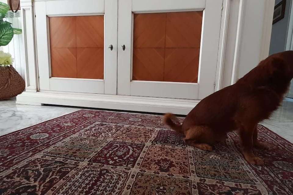 Pets, Internal: Not applicable to any particular room