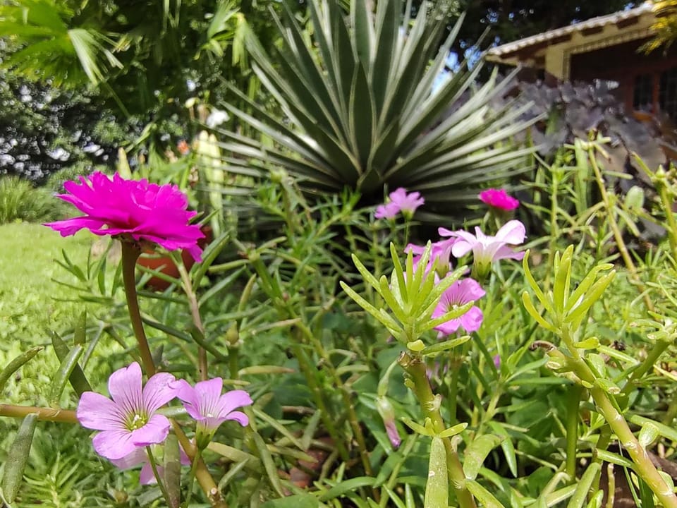 Garden, Garden view