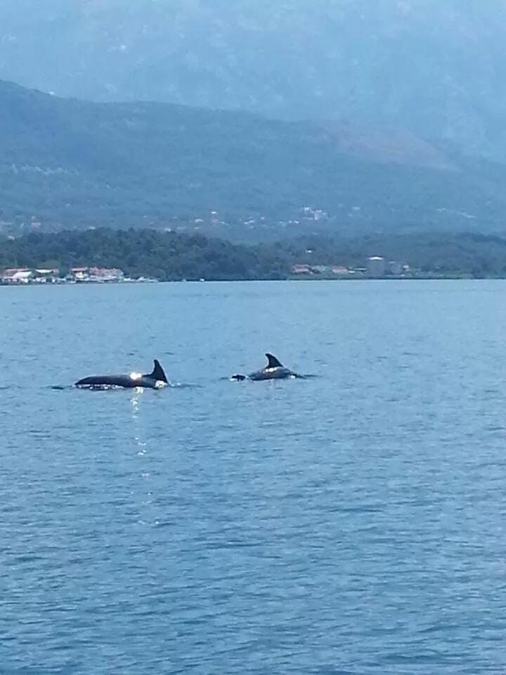 un site calme et unique au Montenegro Loue des logements les pieds dans l eau avec plage privée en face de l ile Saint Marco Apartment in Kotor Municipality