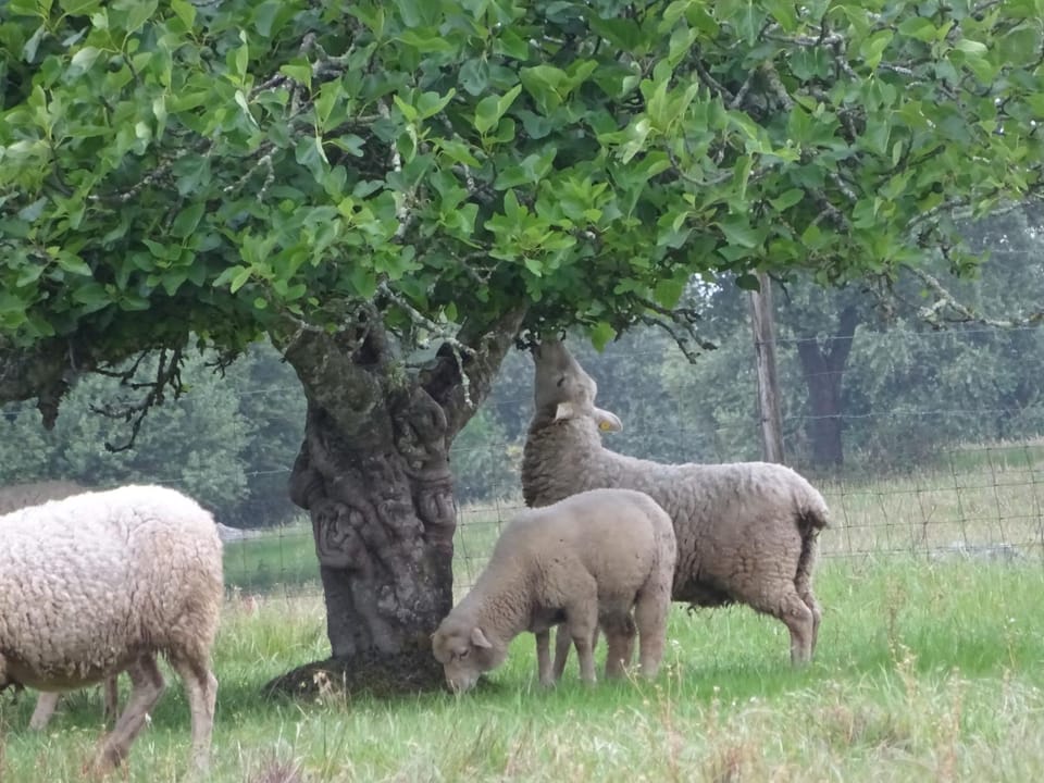Natural landscape, Animals