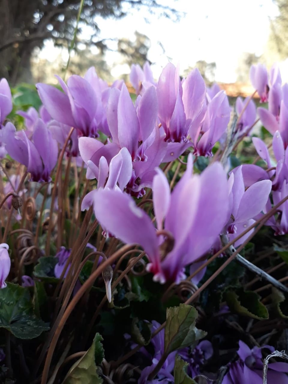 Spring