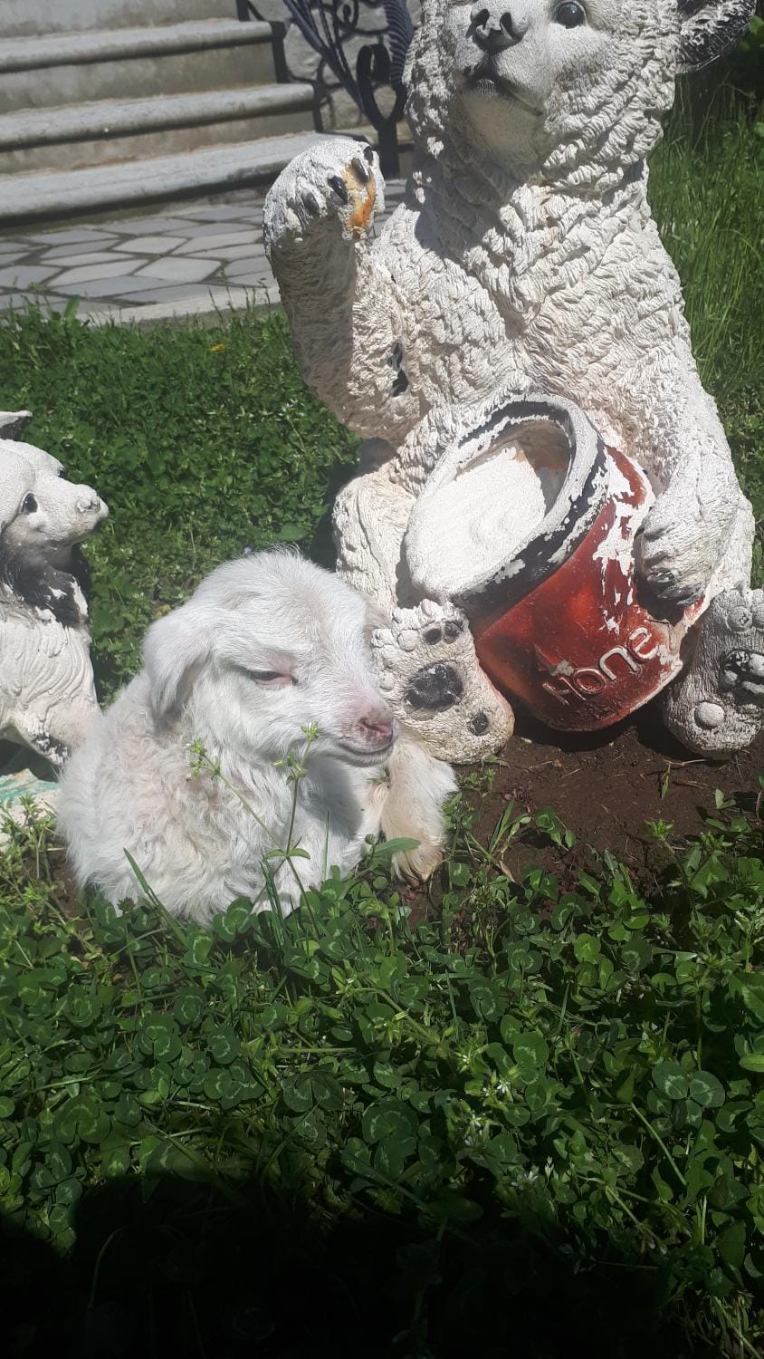 Animals