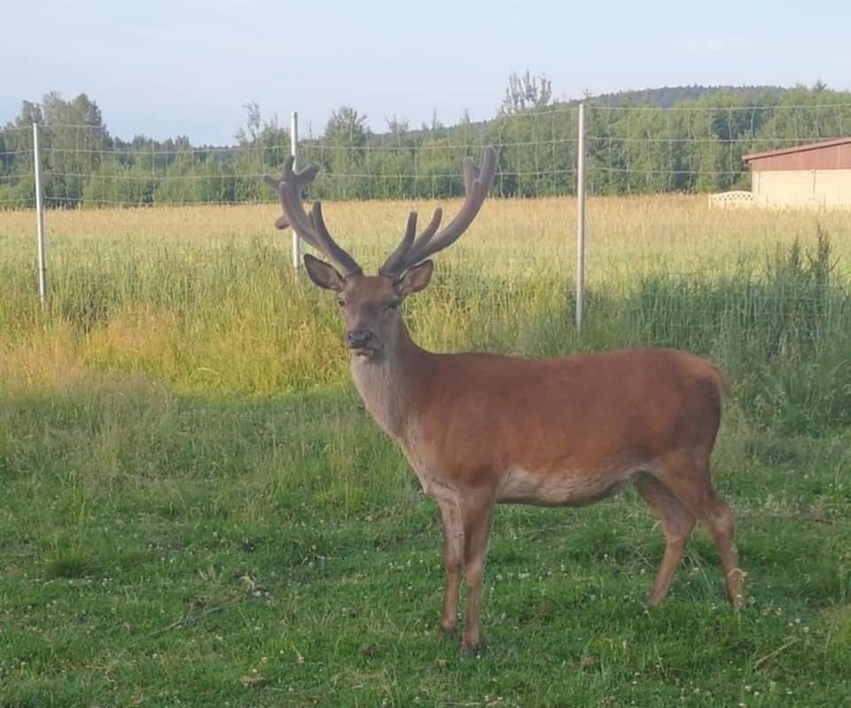 Noclegi Święta Katarzyna ,, Pod Jeleniami "prawdziwymi Farm Stay in Poland