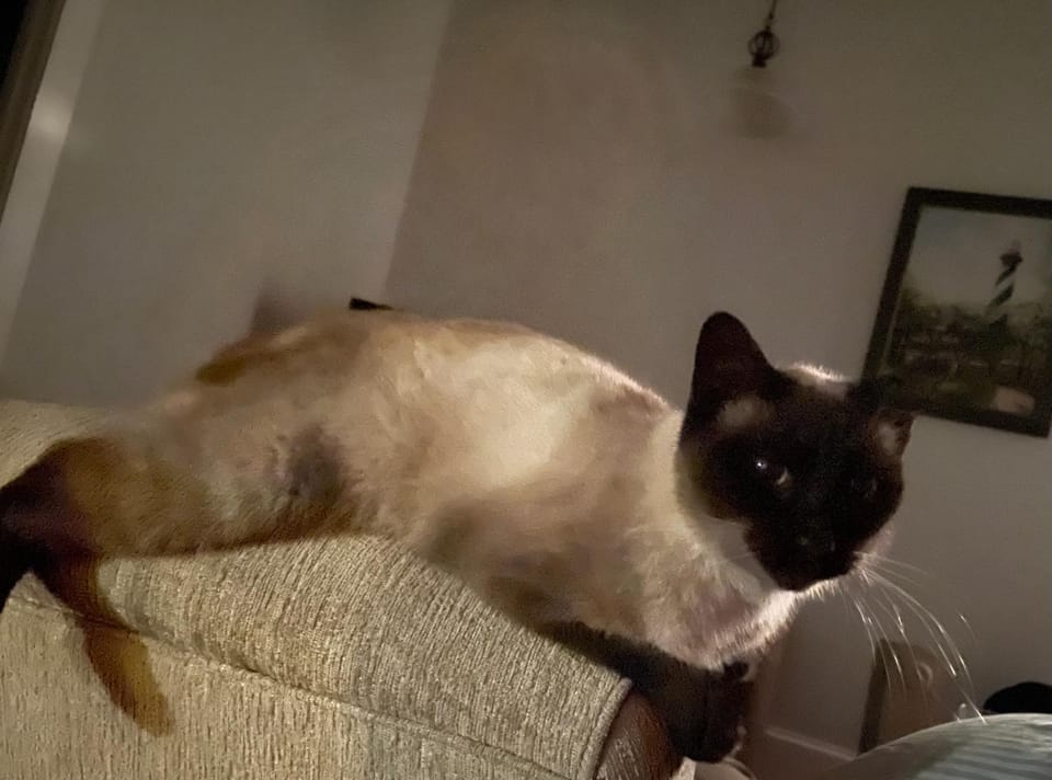 Pets